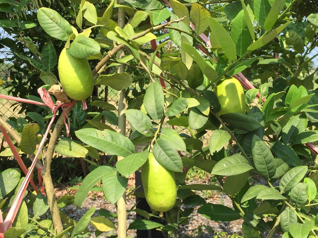 Shangwu Mandy'S House B&B מראה חיצוני תמונה